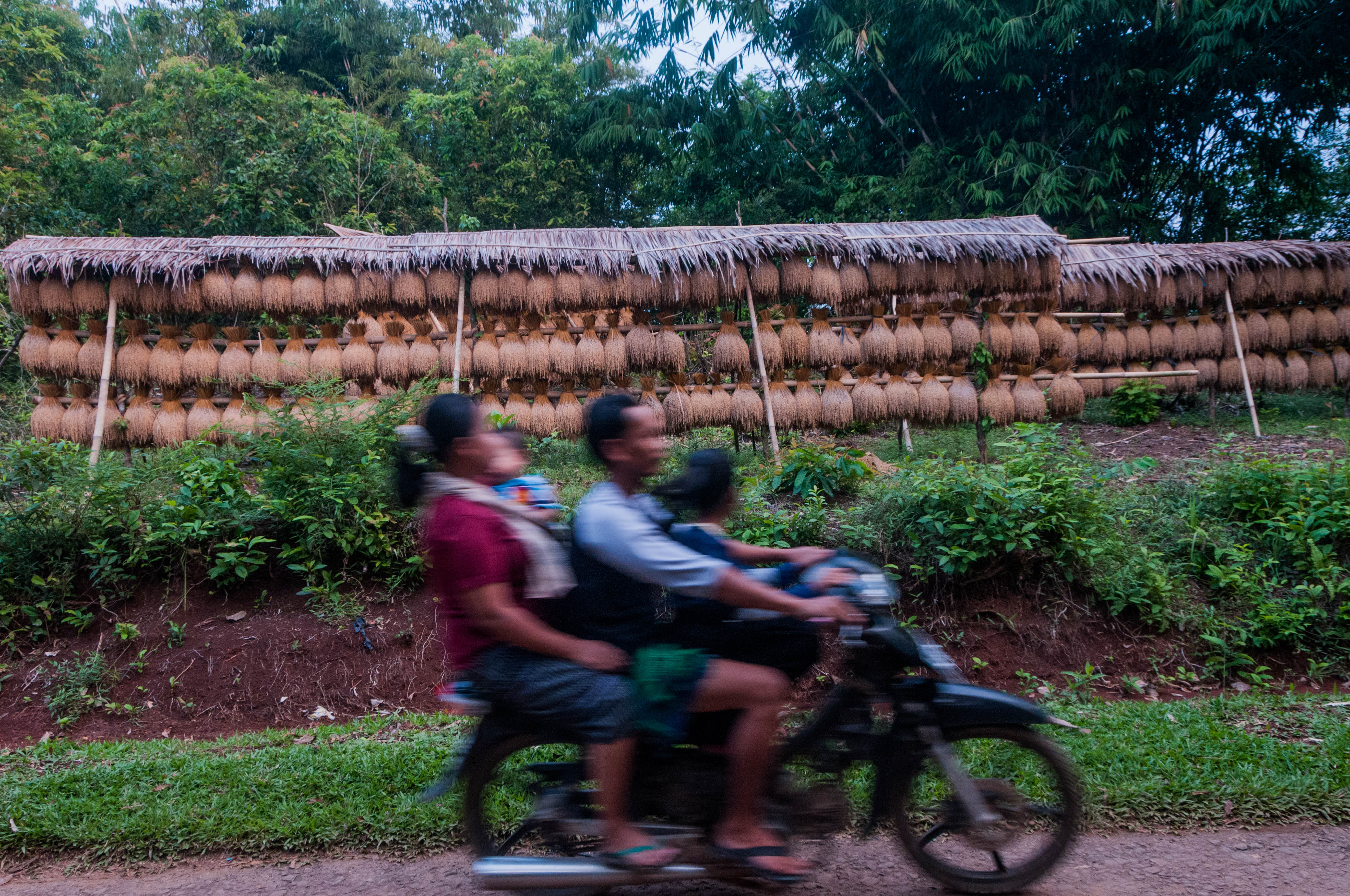 Pengeringan Padi Khas Kasepuhan Sunda