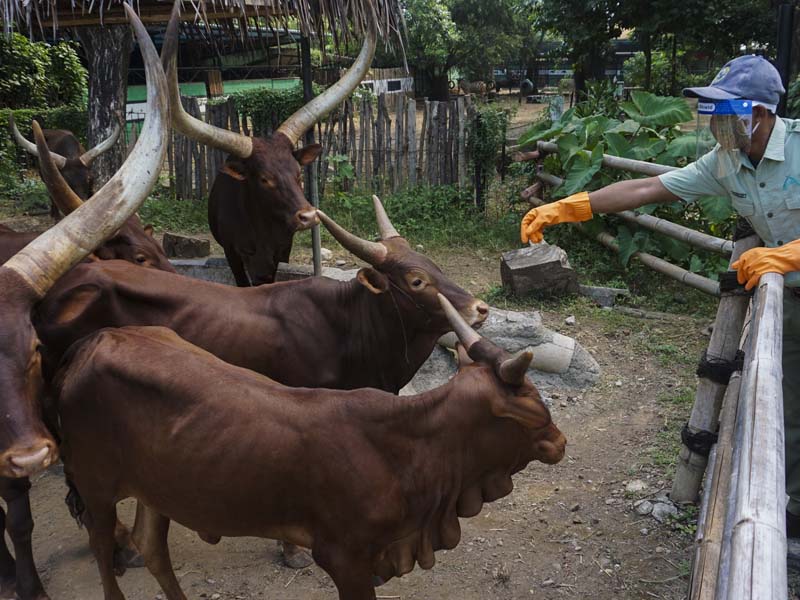 Simulasi Pembukaan Batang Dolphins Center