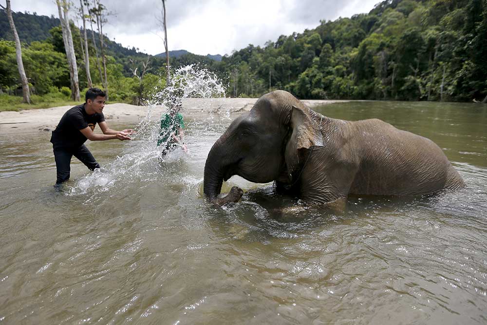 Wisata Konservasi Gajah Kenormalan Baru