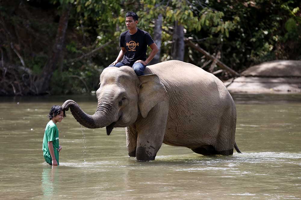 Wisata Konservasi Gajah Kenormalan Baru