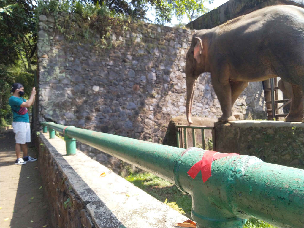 Ragunan Mulai Dibuka Hari Ini 