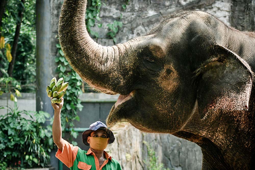 Persiapan Marga Satwa Ragunan Jelang Kenormalan Baru