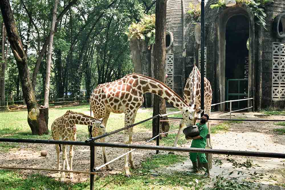 Persiapan Marga Satwa Ragunan Jelang Kenormalan Baru