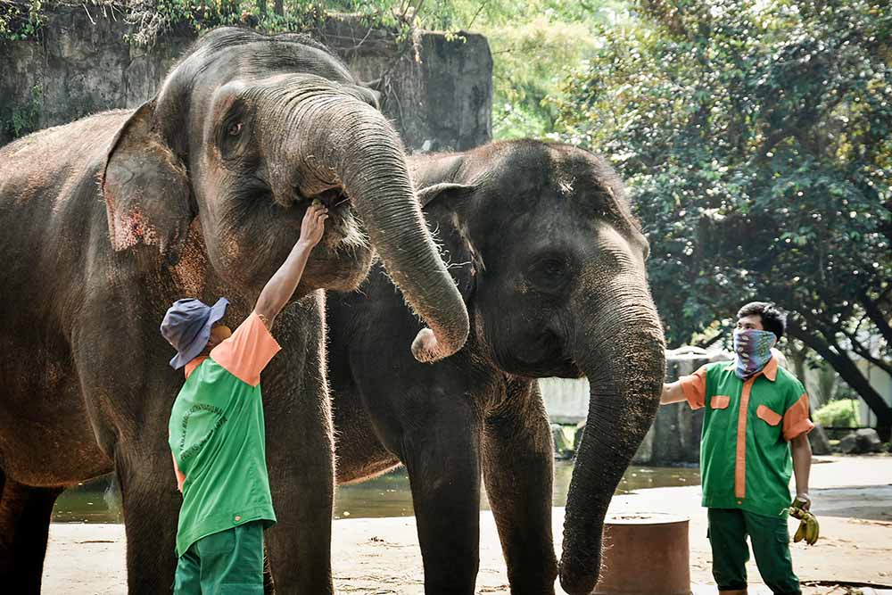 Persiapan Marga Satwa Ragunan Jelang Kenormalan Baru