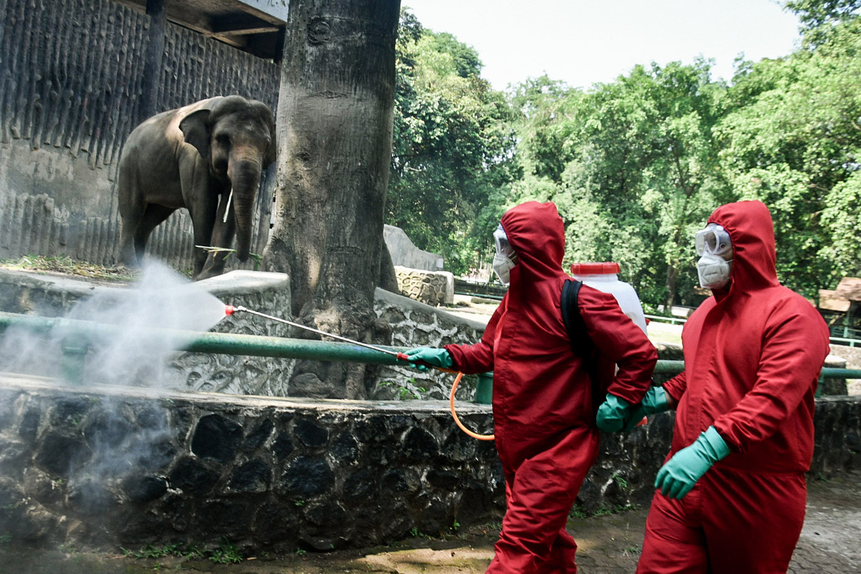 Penyemprotan Disinfektan Taman Marga Satwa Ragunan