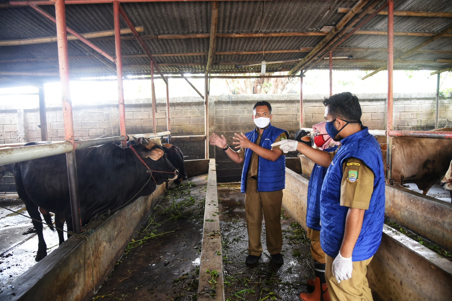 Pemeriksaan Hewan Layak Kurban