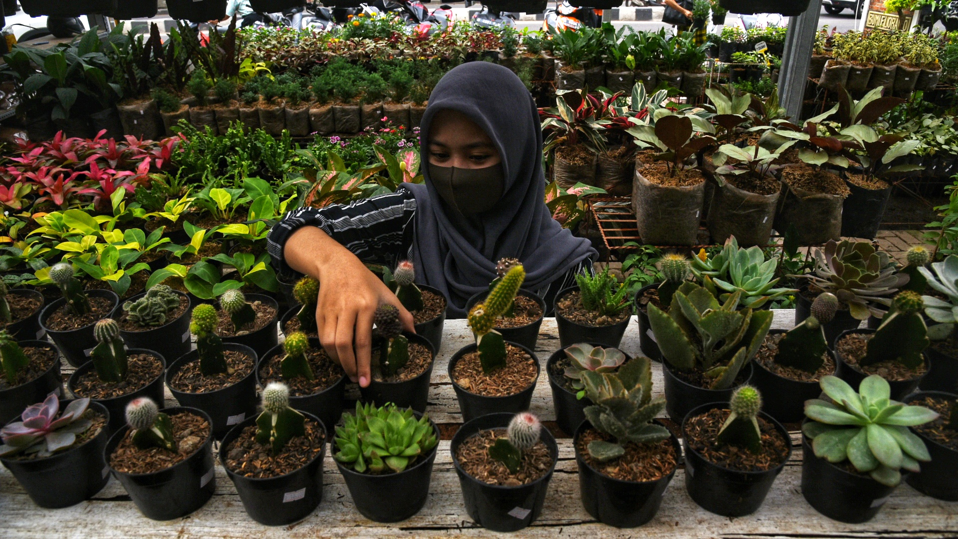 Tanaman Hias saat Pandemi Covid-19