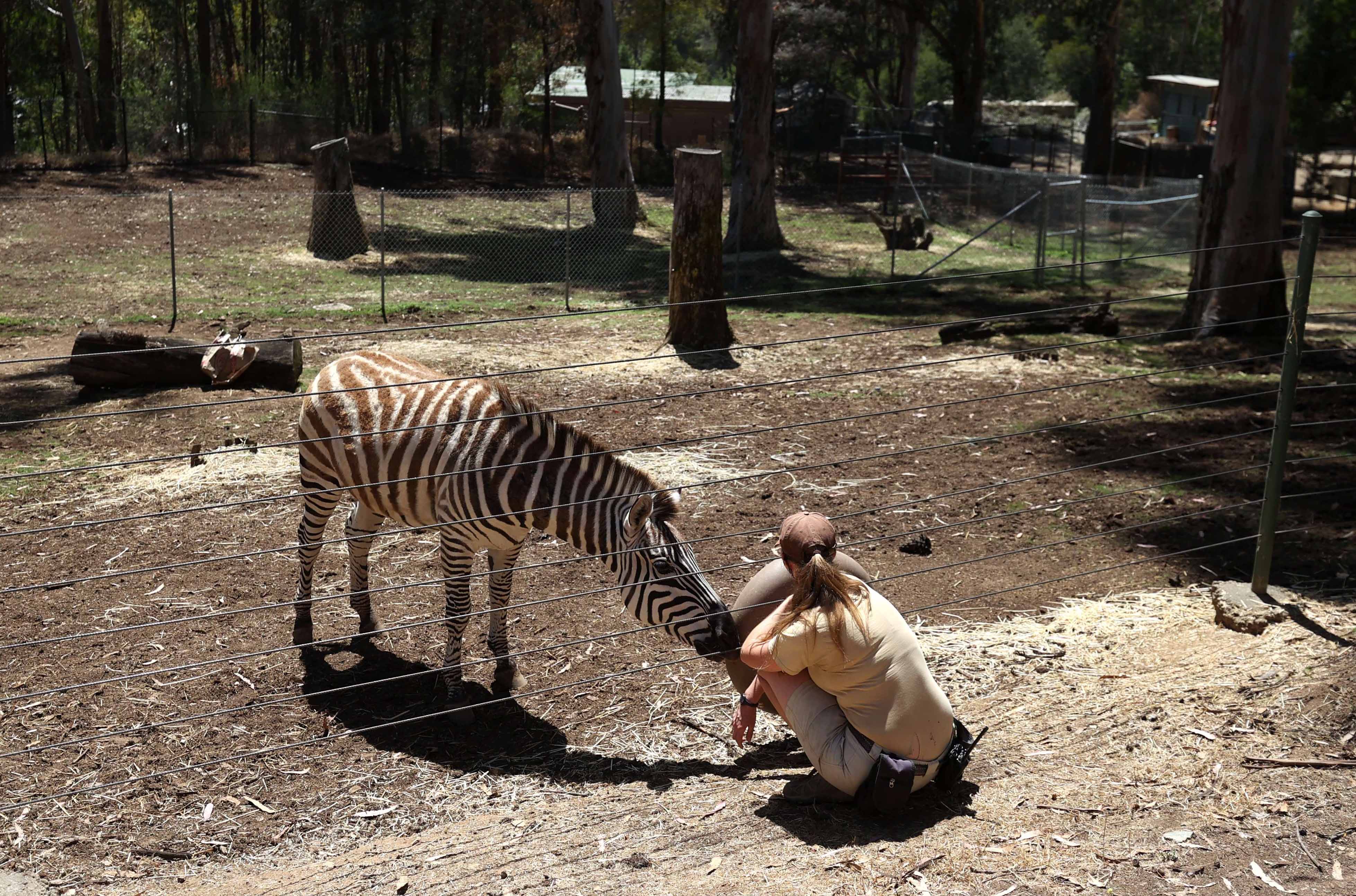 Kebun Binatang Oakland Terancam Tutup Akibat Covid-19