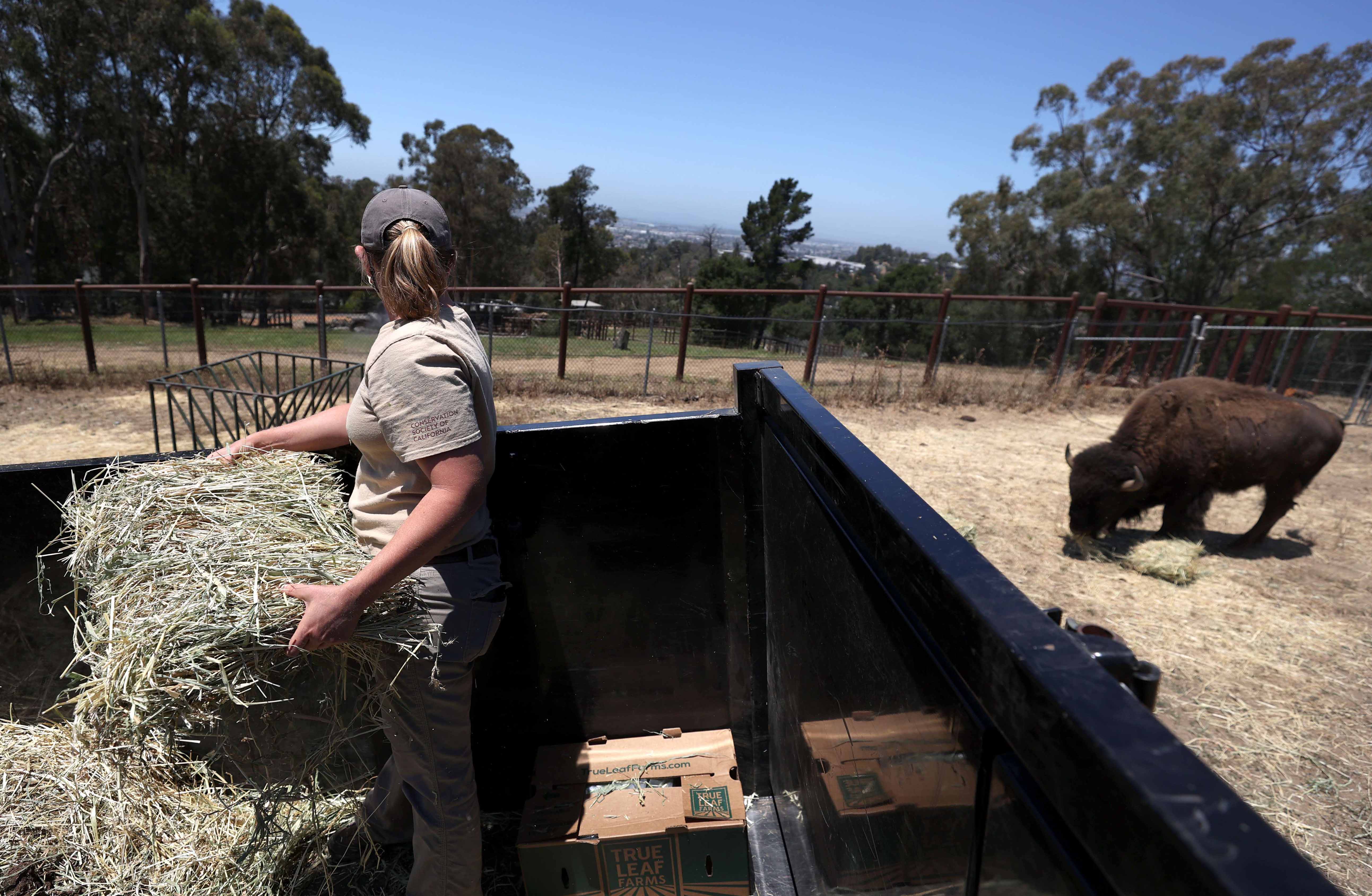 Kebun Binatang Oakland Terancam Tutup Akibat Covid-19