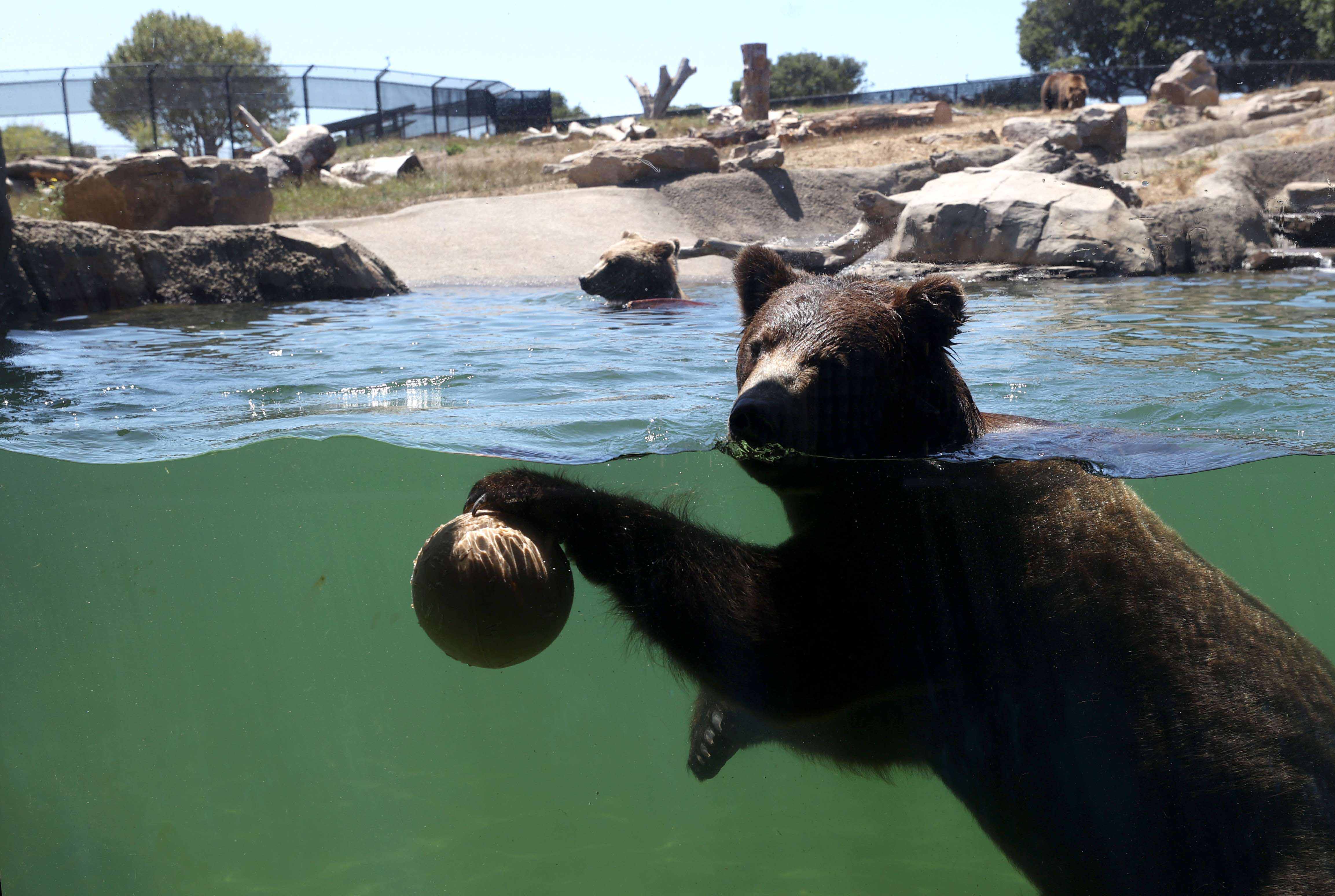 Kebun Binatang Oakland Terancam Tutup Akibat Covid-19