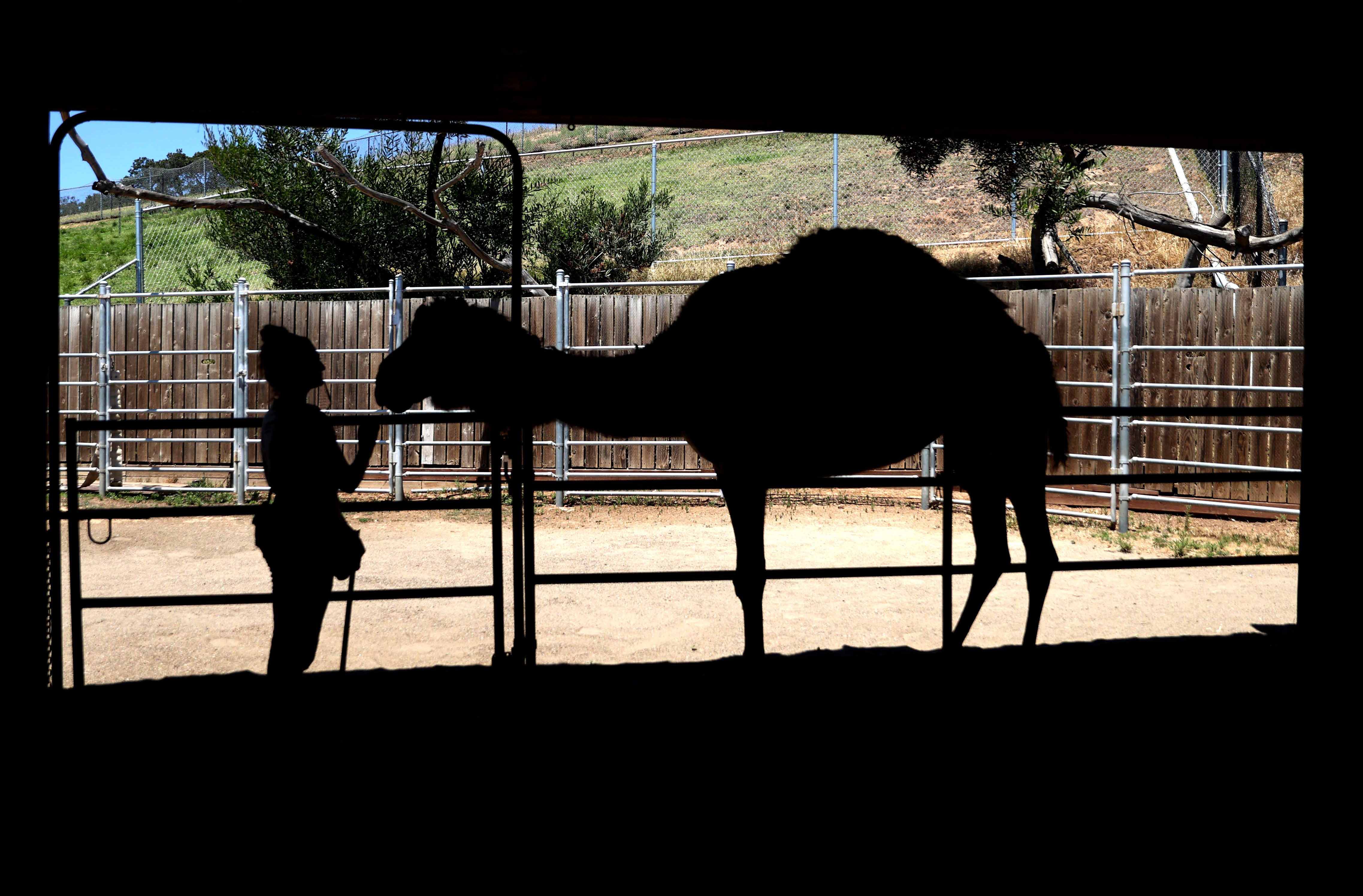 Kebun Binatang Oakland Terancam Tutup Akibat Covid-19