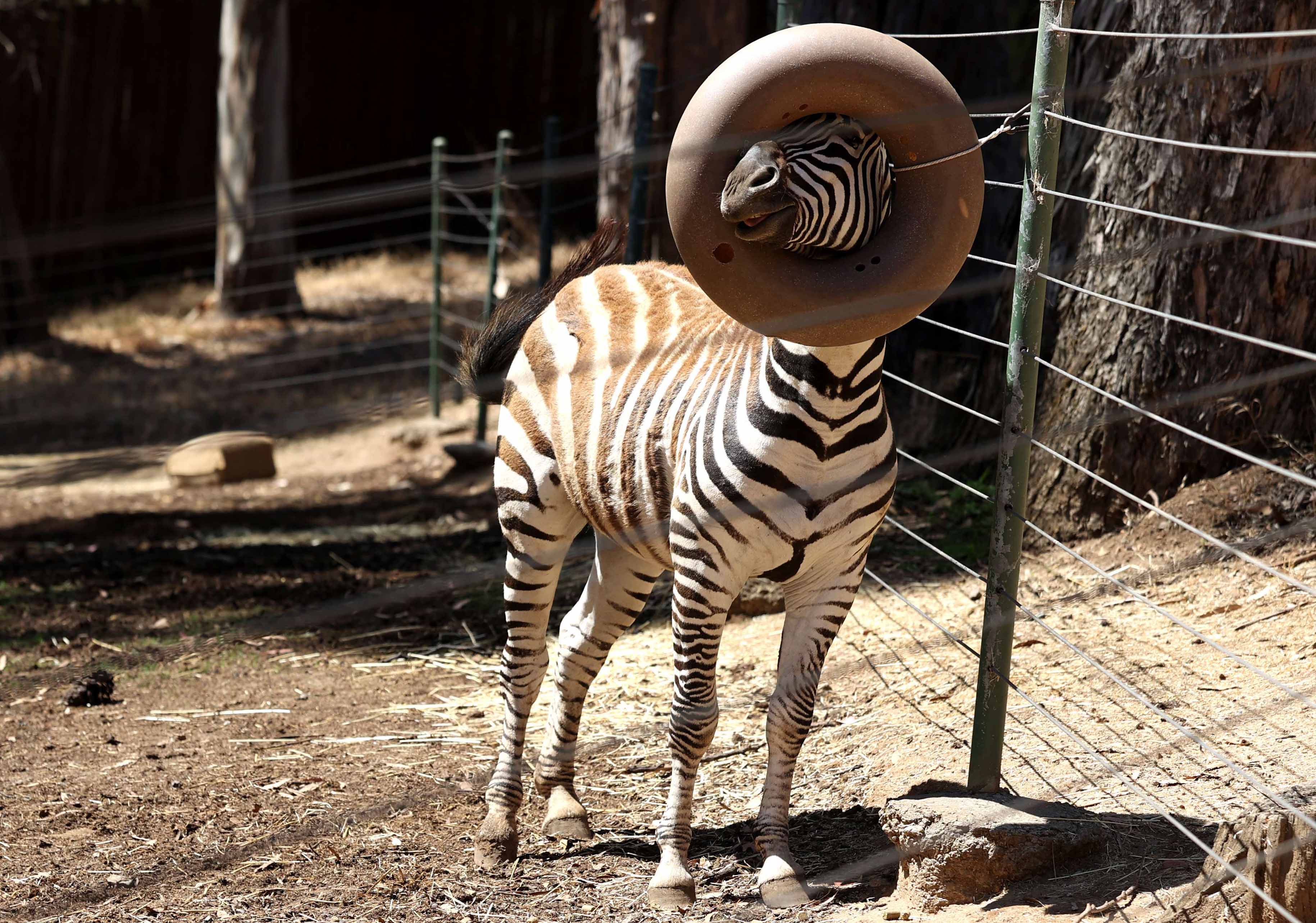 Kebun Binatang Oakland Terancam Tutup Akibat Covid-19