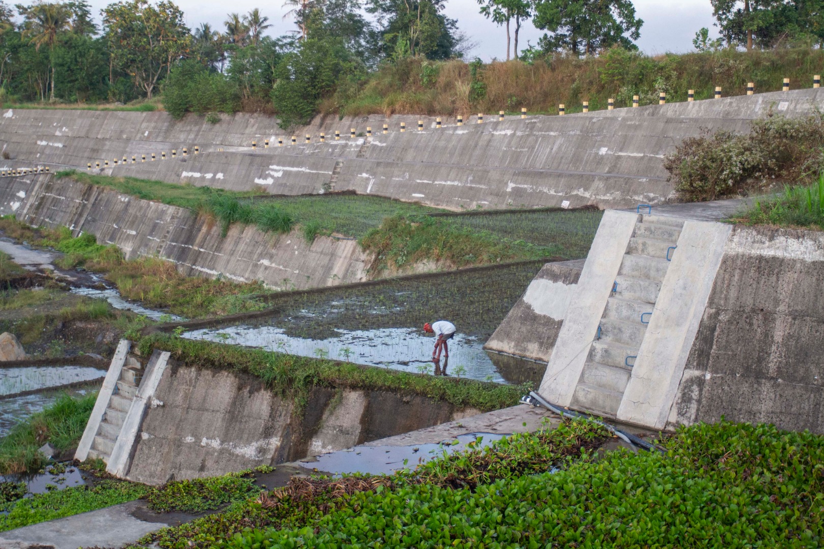 Pemanfaatan Tanggul untuk Lahan Bertani