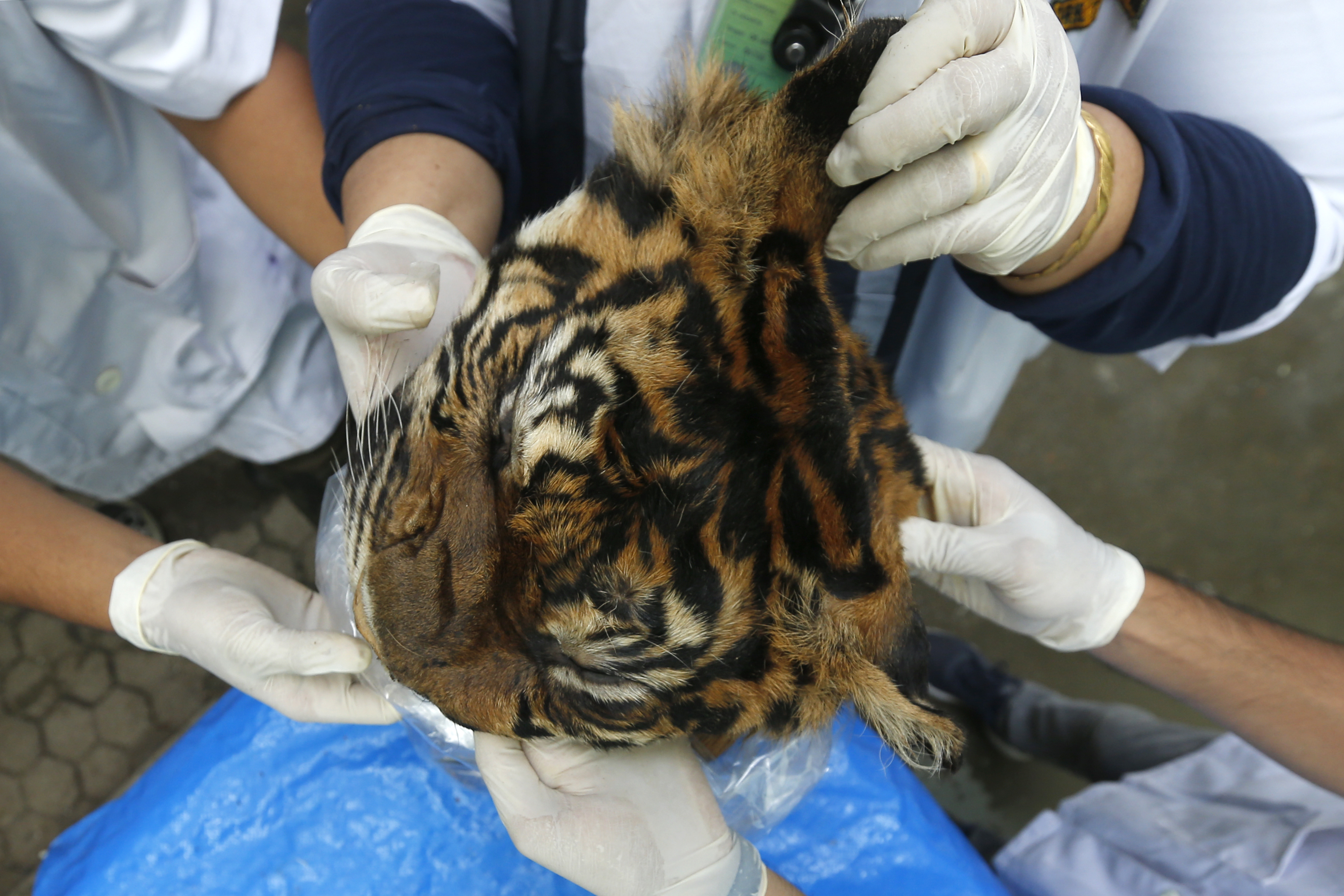 Identifikasi Harimau Sumatera