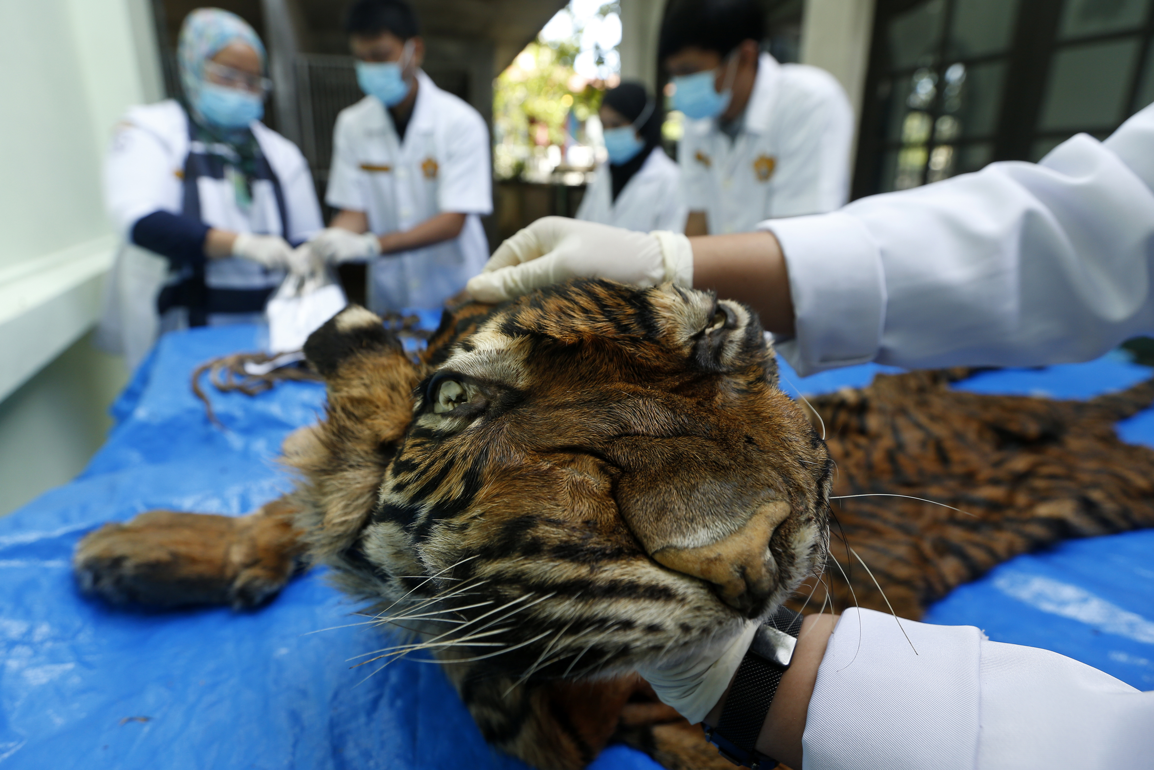 Identifikasi Harimau Sumatera
