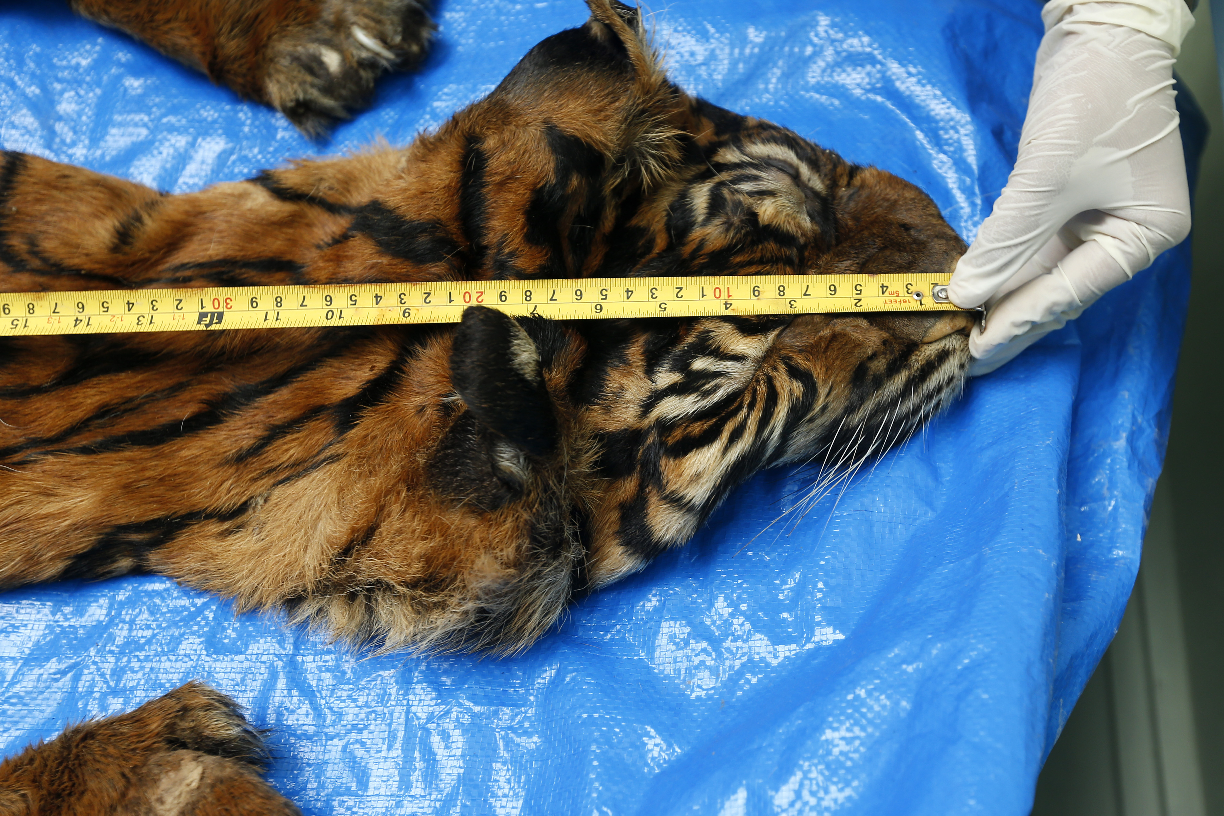 Identifikasi Harimau Sumatera