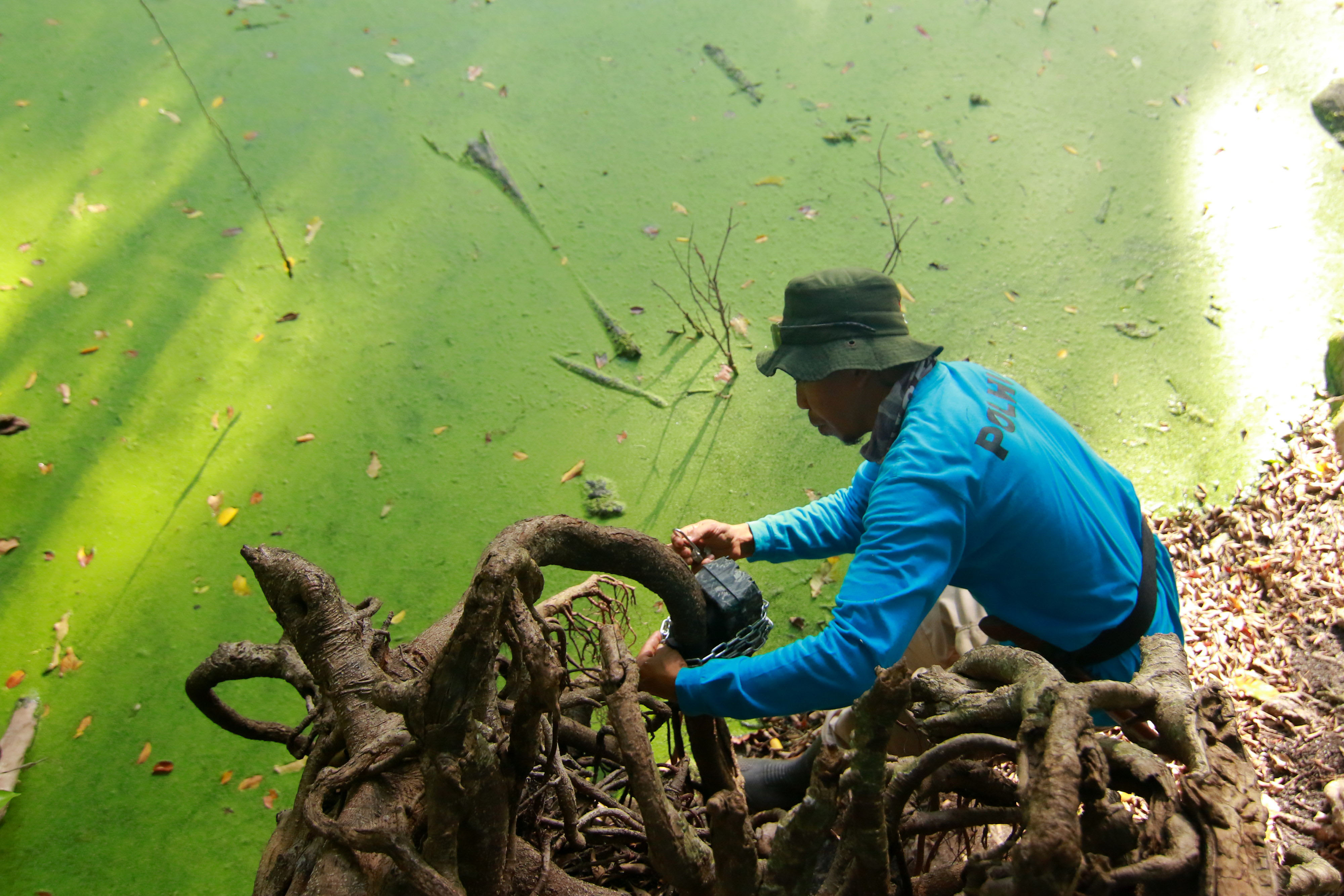 Pantau Populasi Banteng