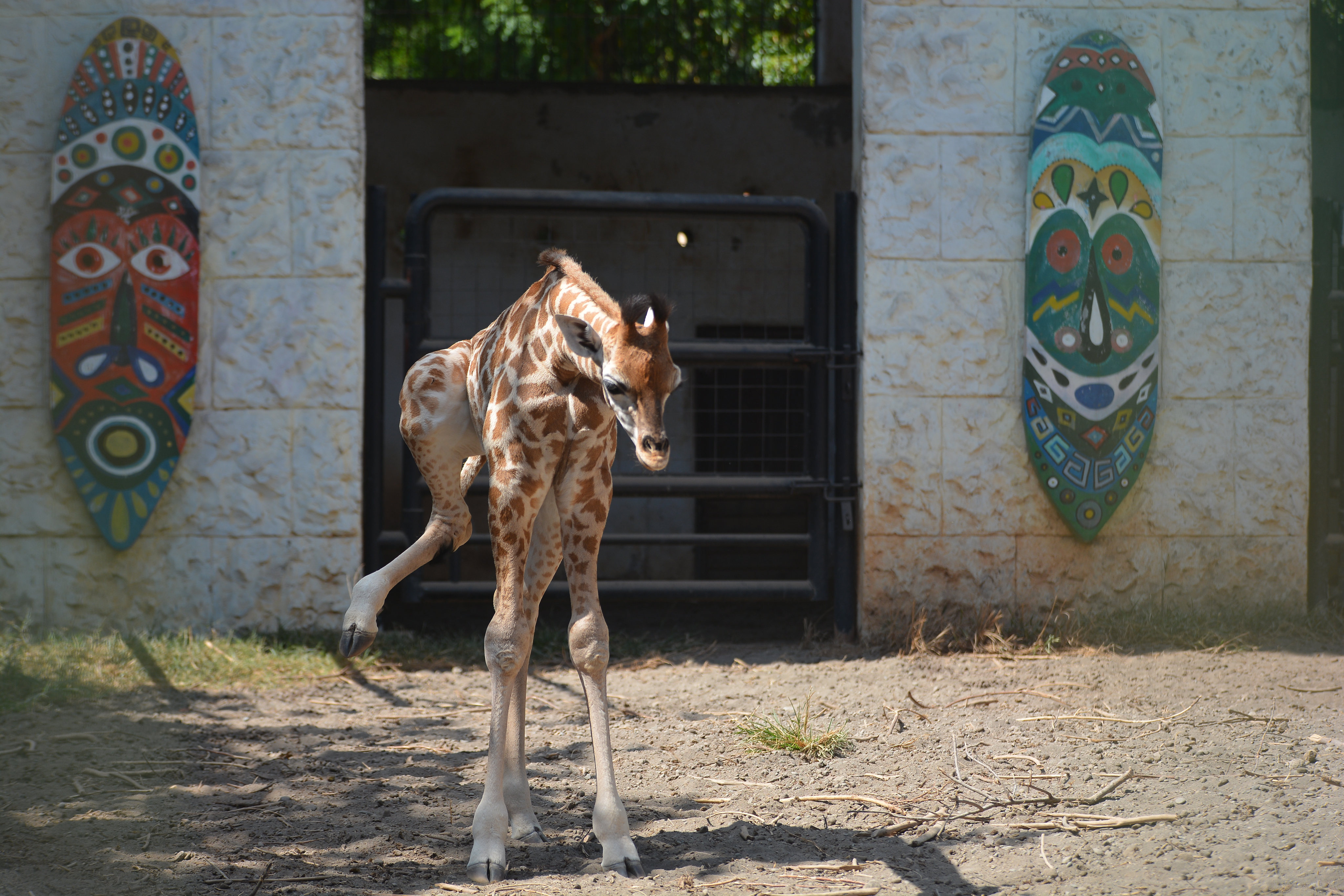 Bayi Jerapah Lahir di Maharani Zoo