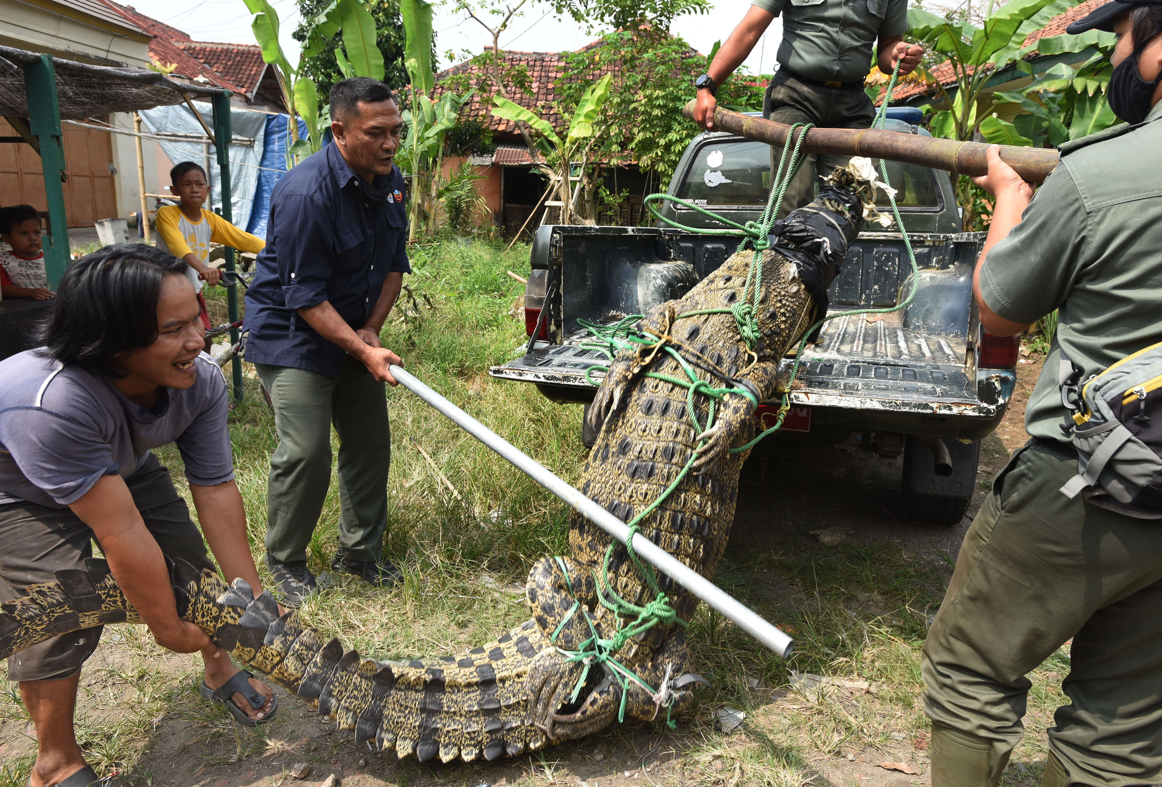 Penangkapan Buaya Muara Seberat 250 Kilogram
