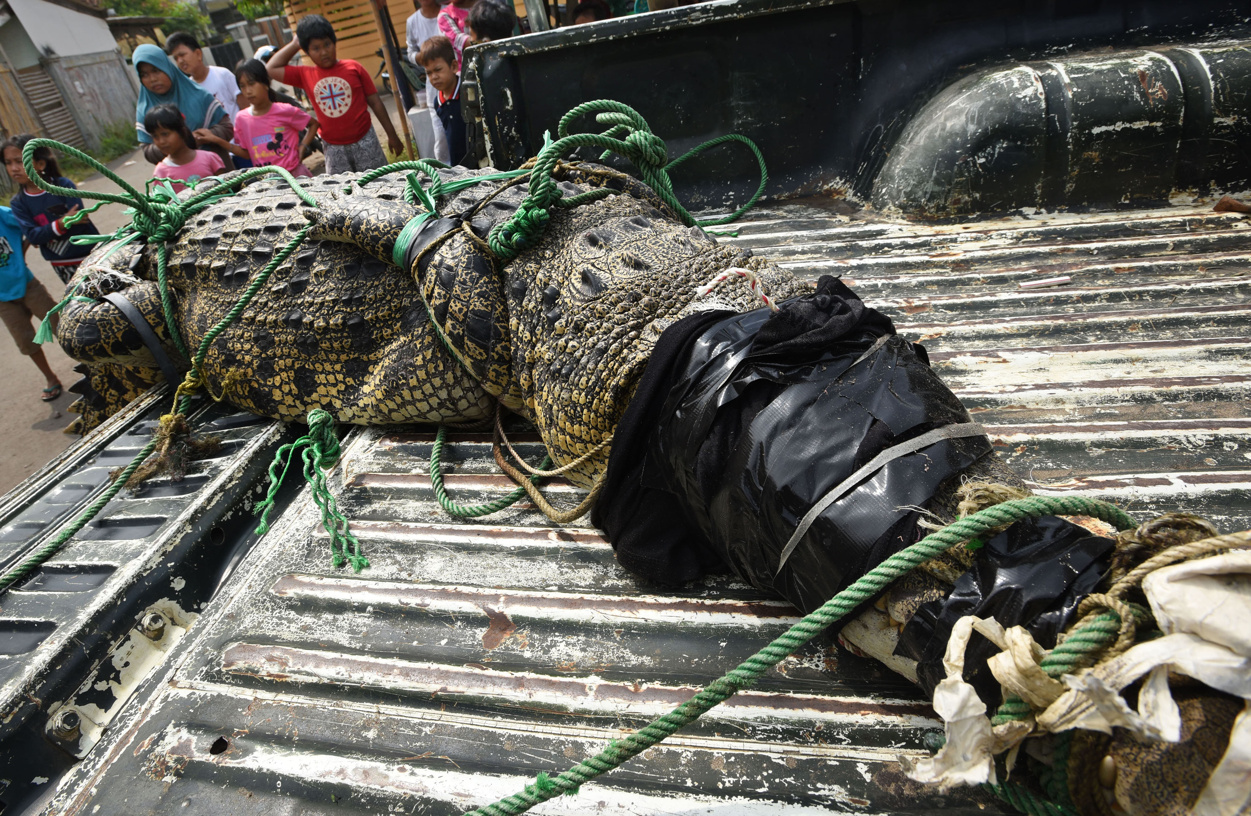 Penangkapan Buaya Muara Seberat 250 Kilogram