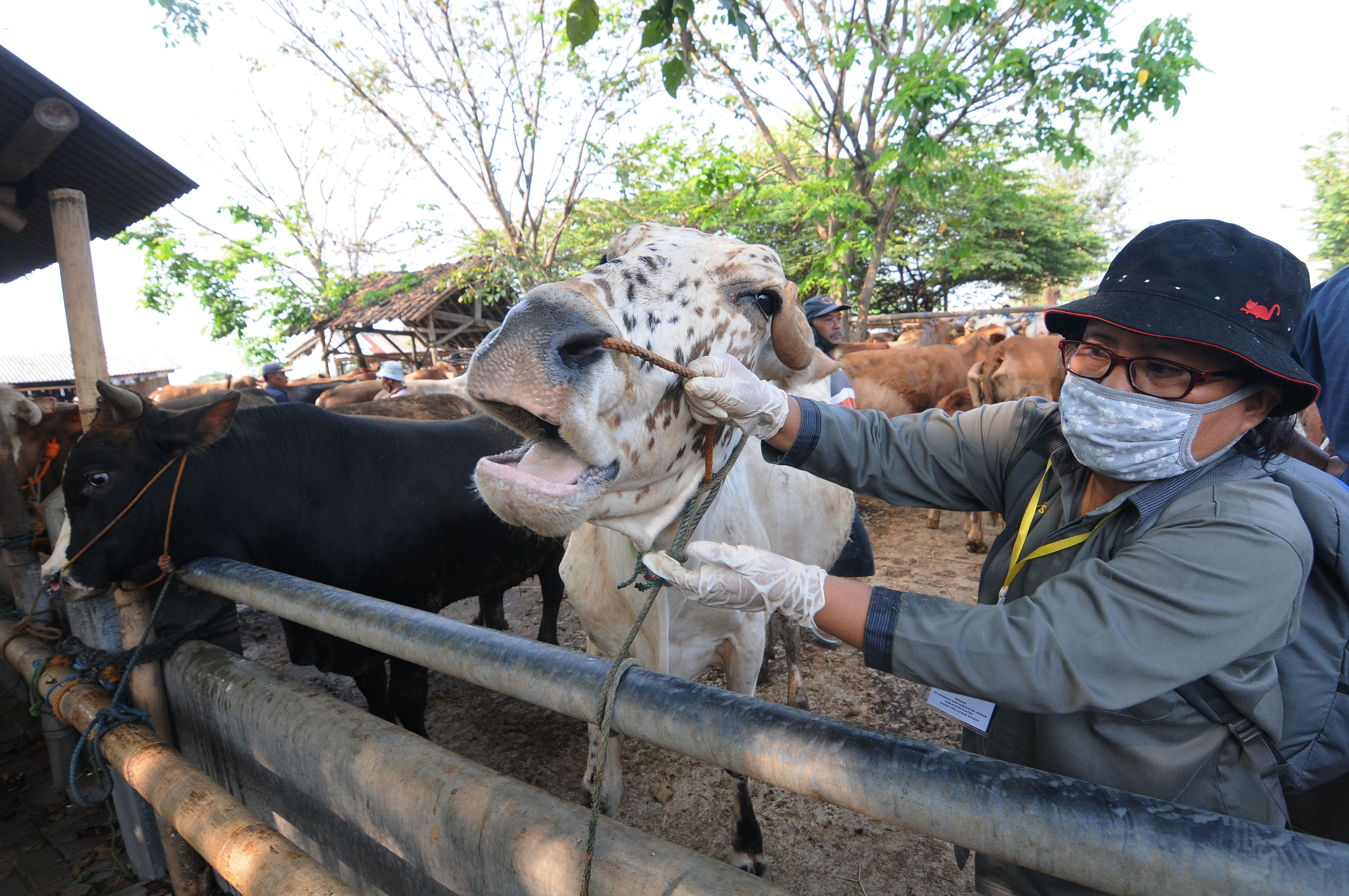 Pemeriksaan Hewan Kurban Sapi
