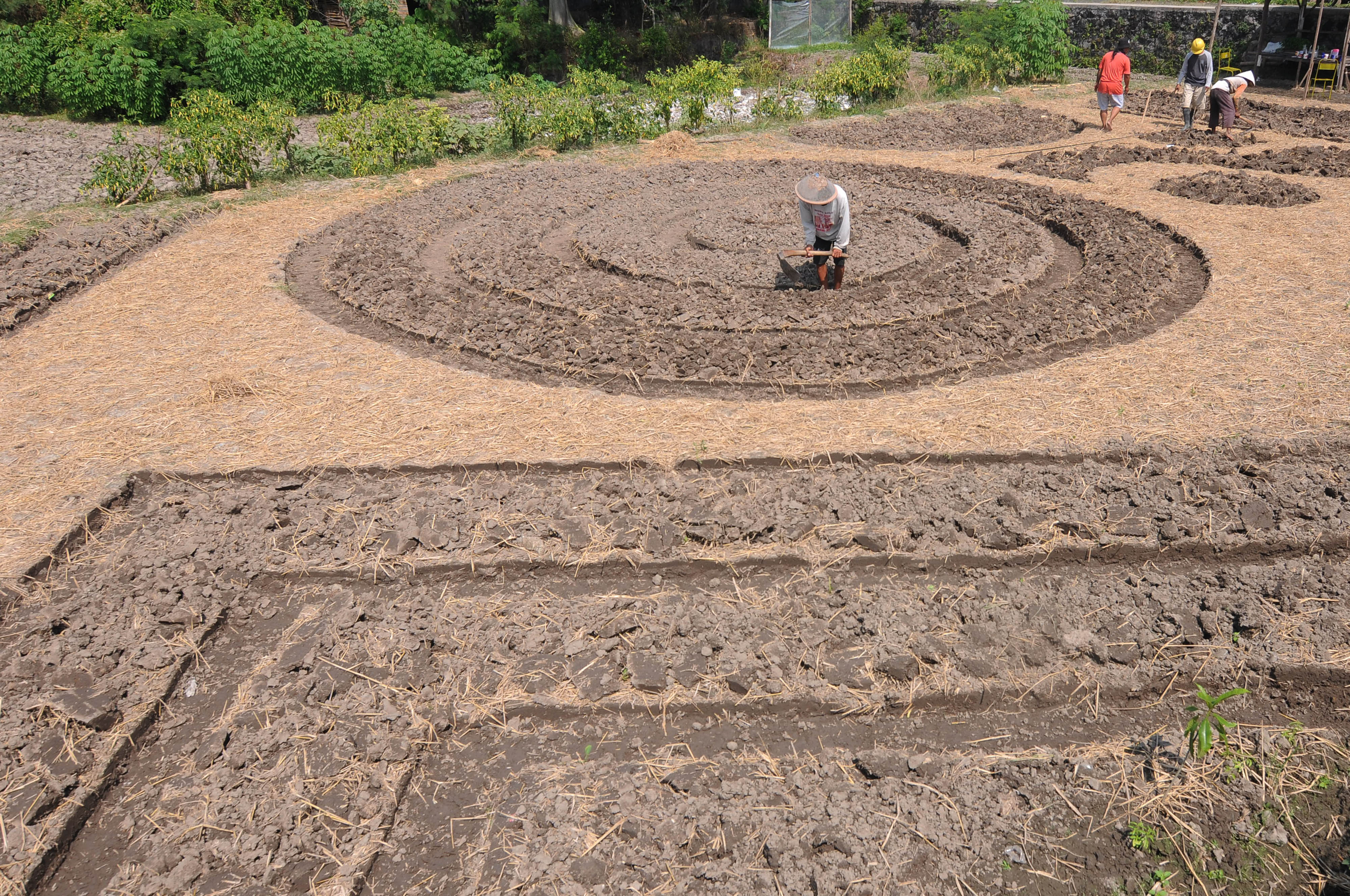 Seni Pola Bedeng Sawah