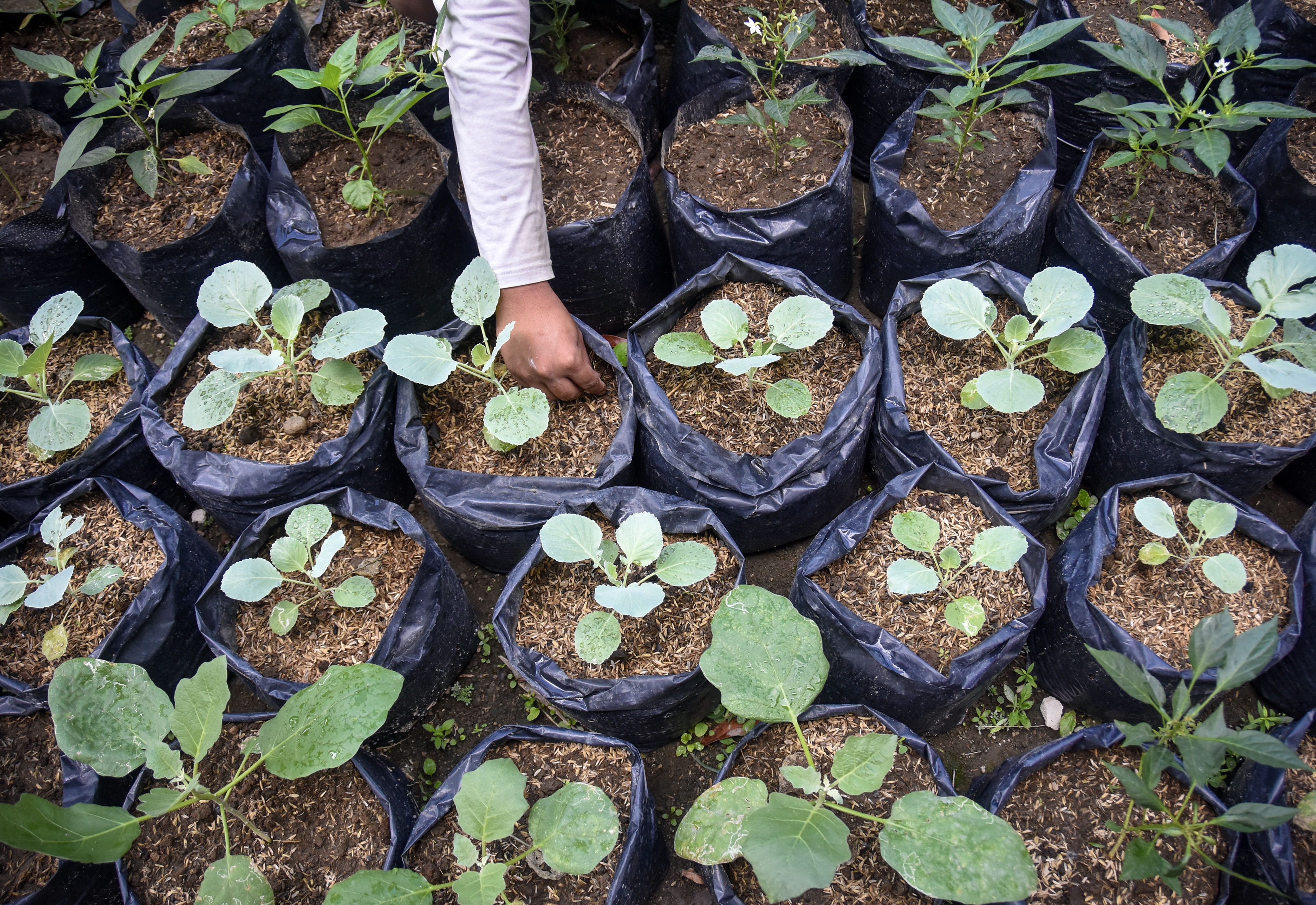 Rumah Pangan Lestari