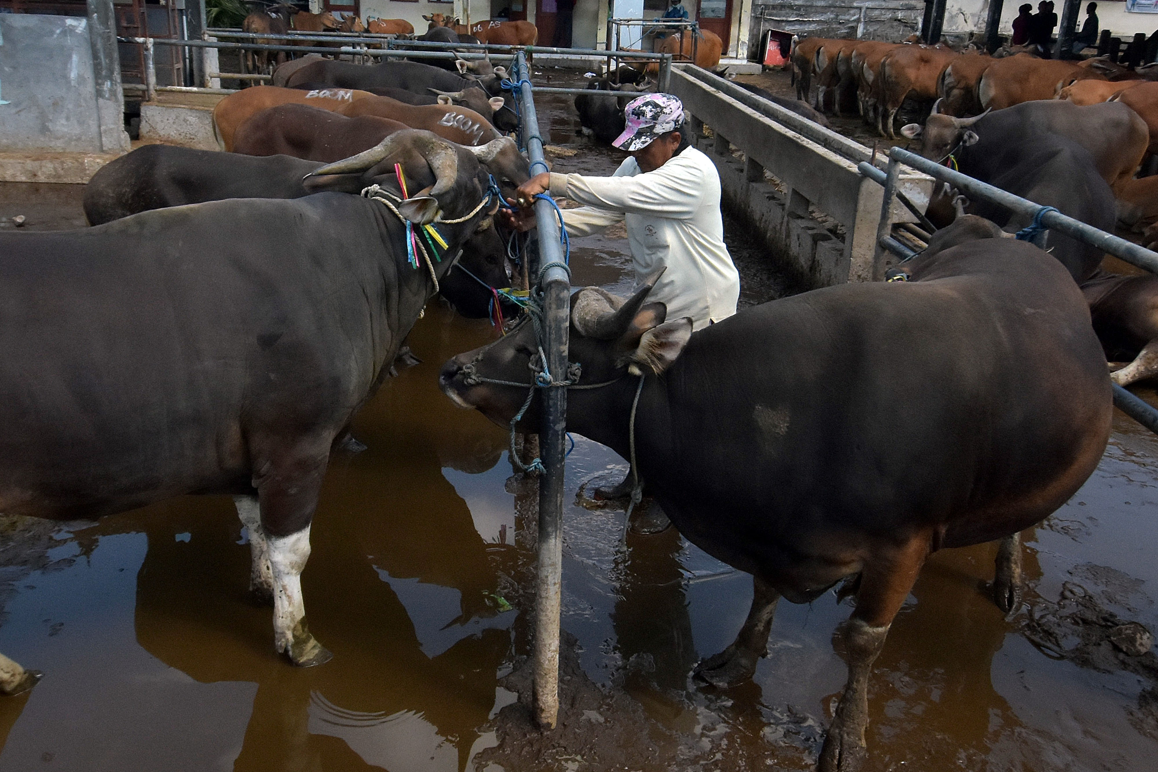 Pengiriman Sapi Bali Jelang Idul Adha