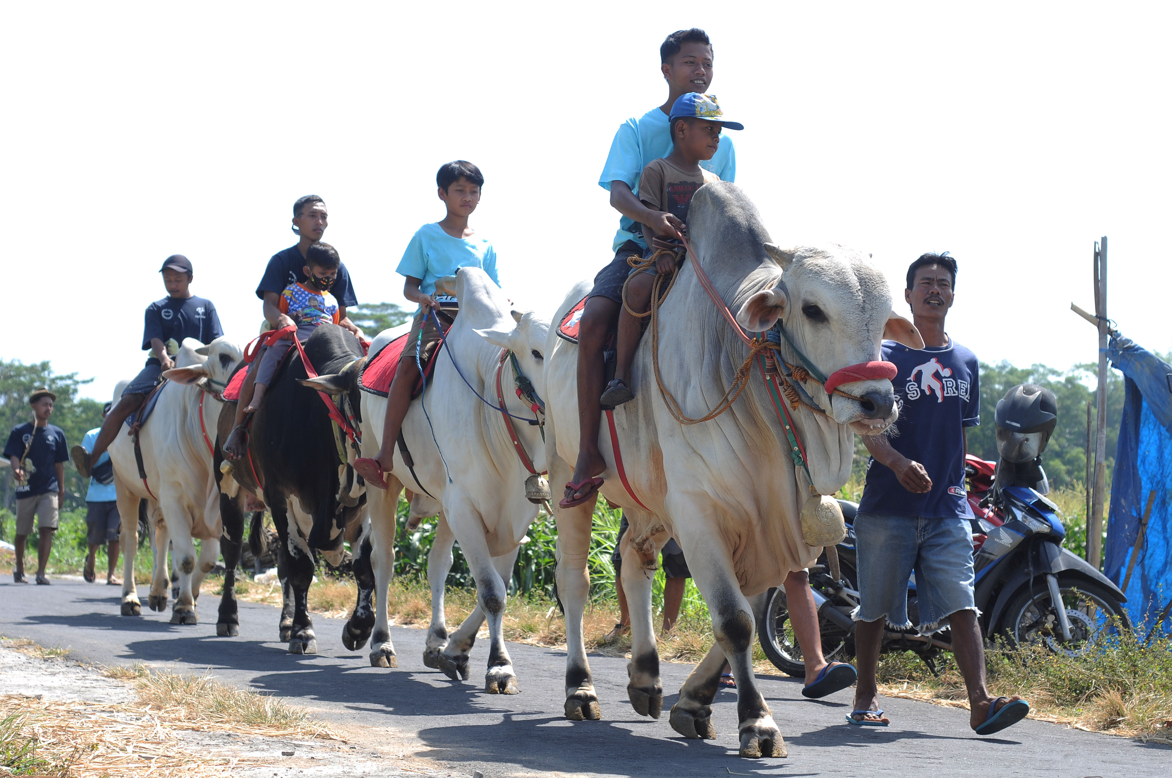  Kirab Syukur Peternak Sapi
