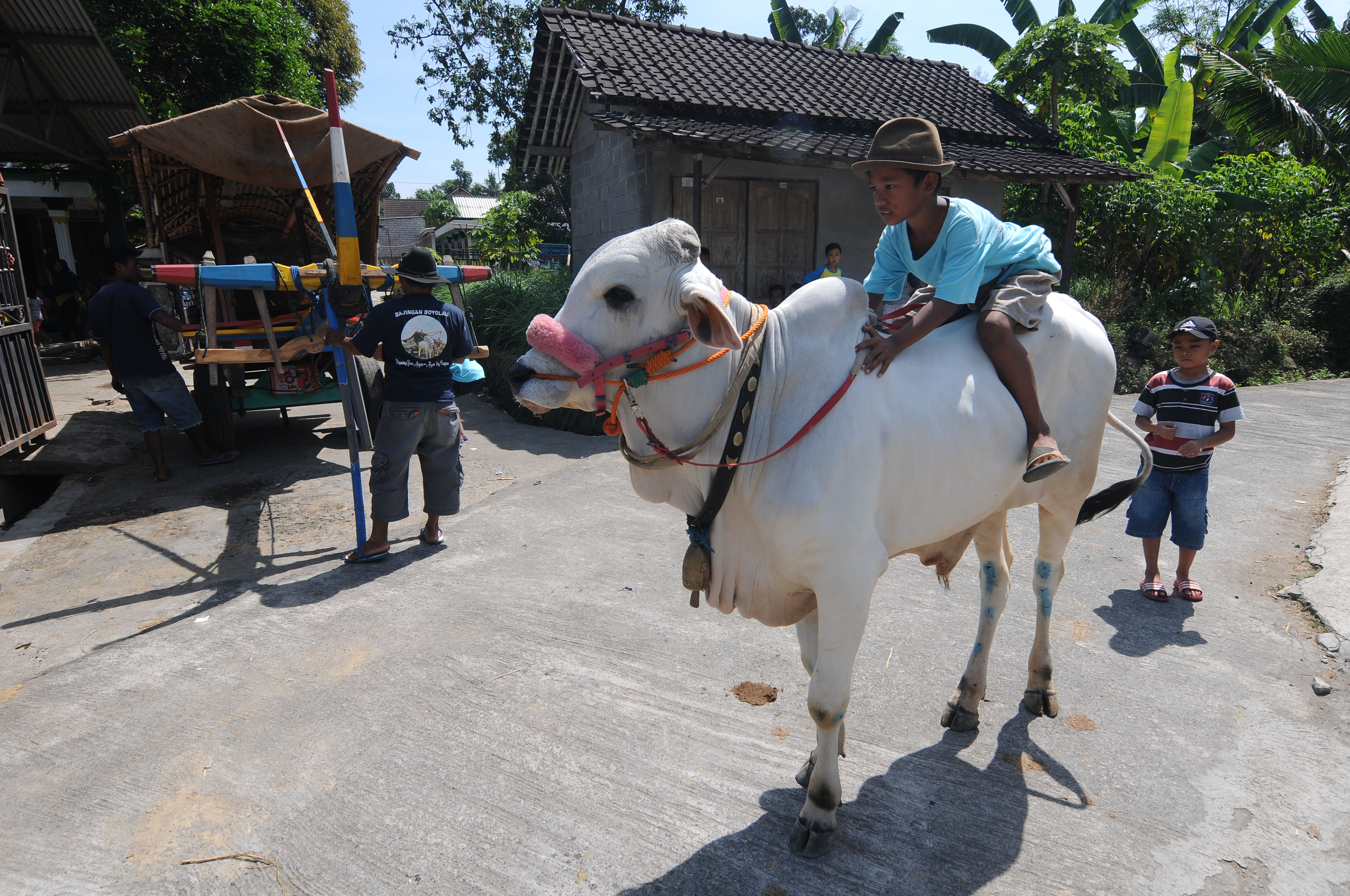  Kirab Syukur Peternak Sapi