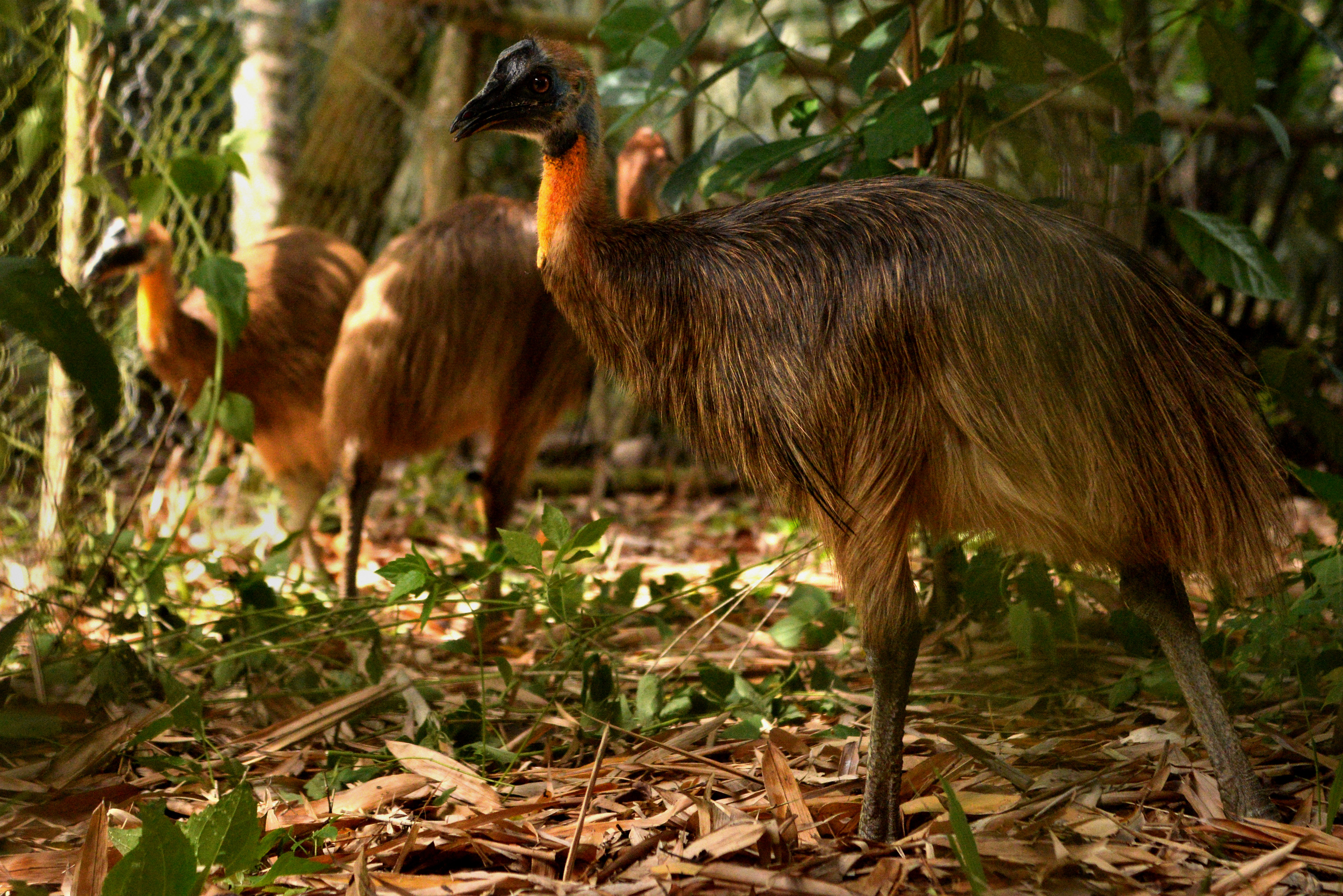 Repatriasi Hewan Endemik Indonesia dari Filipina