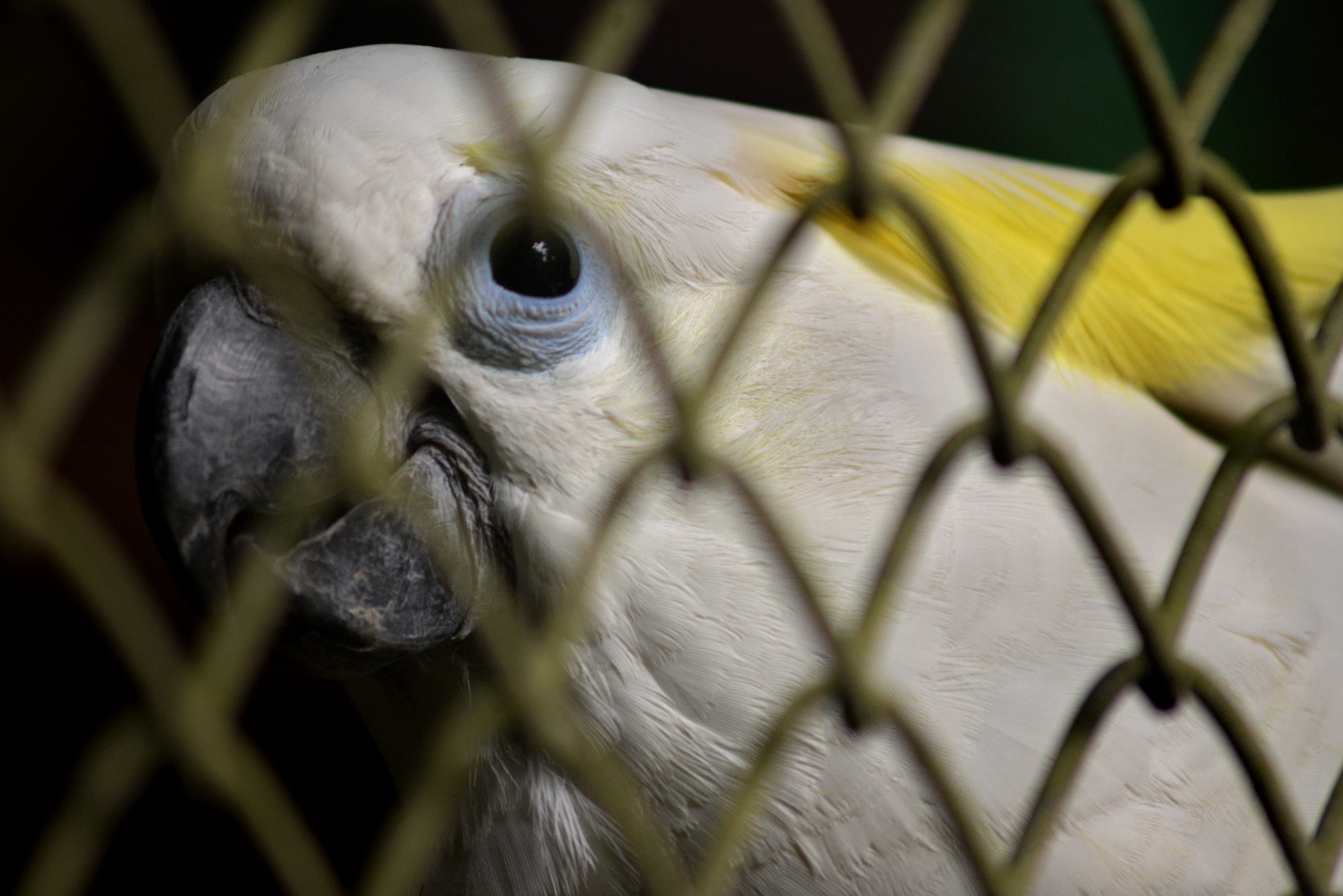Repatriasi Hewan Endemik Indonesia dari Filipina