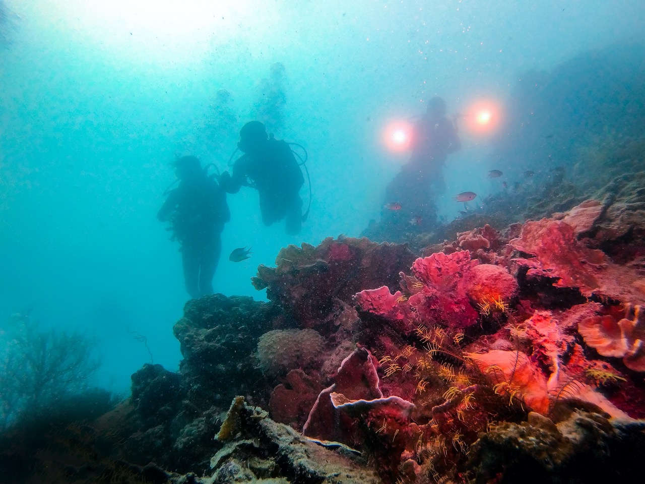 Wisata Selam di Kepulauan Seribu