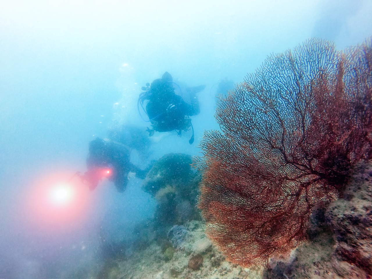 Wisata Selam di Kepulauan Seribu