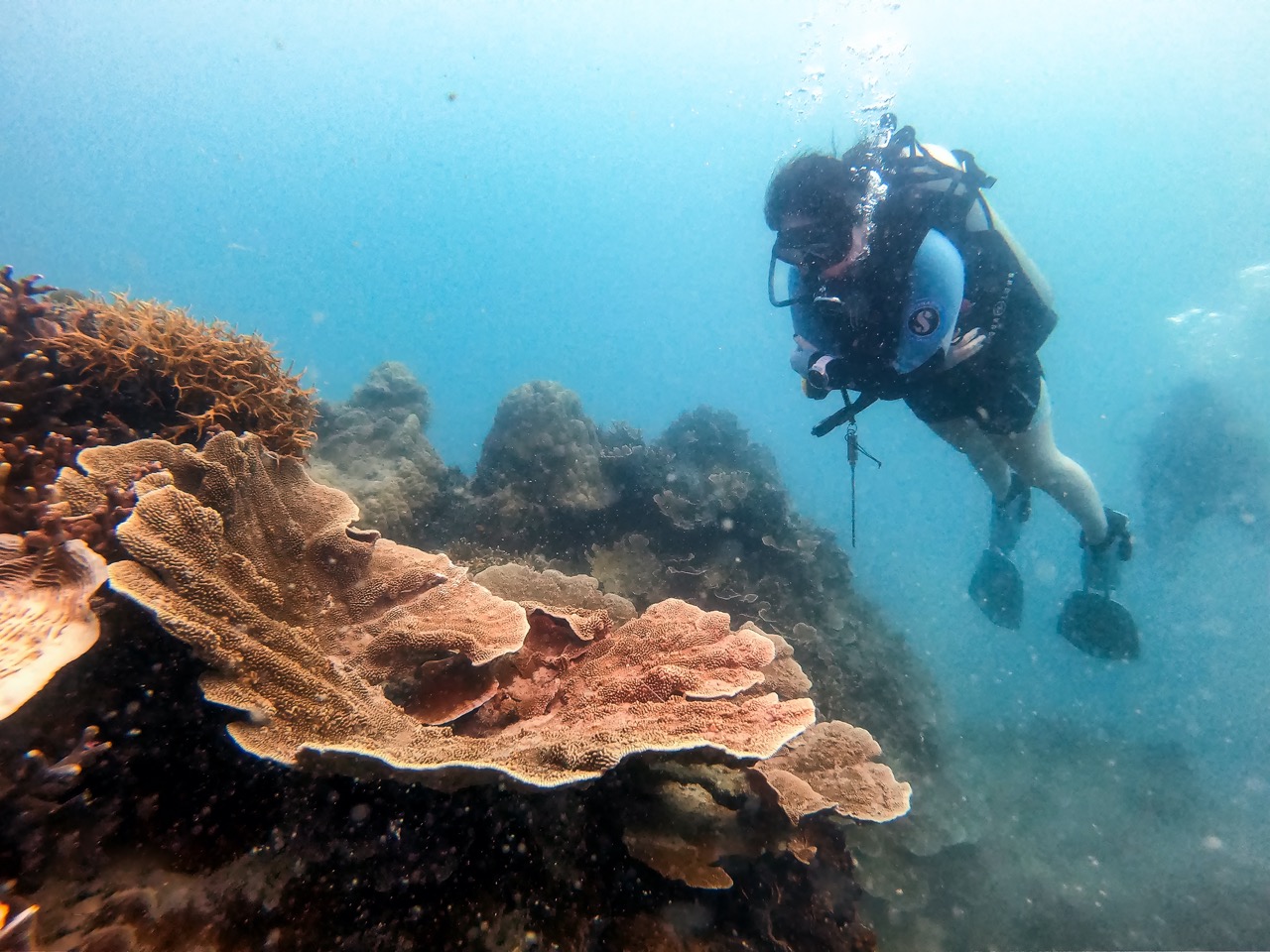 Wisata Selam di Kepulauan Seribu