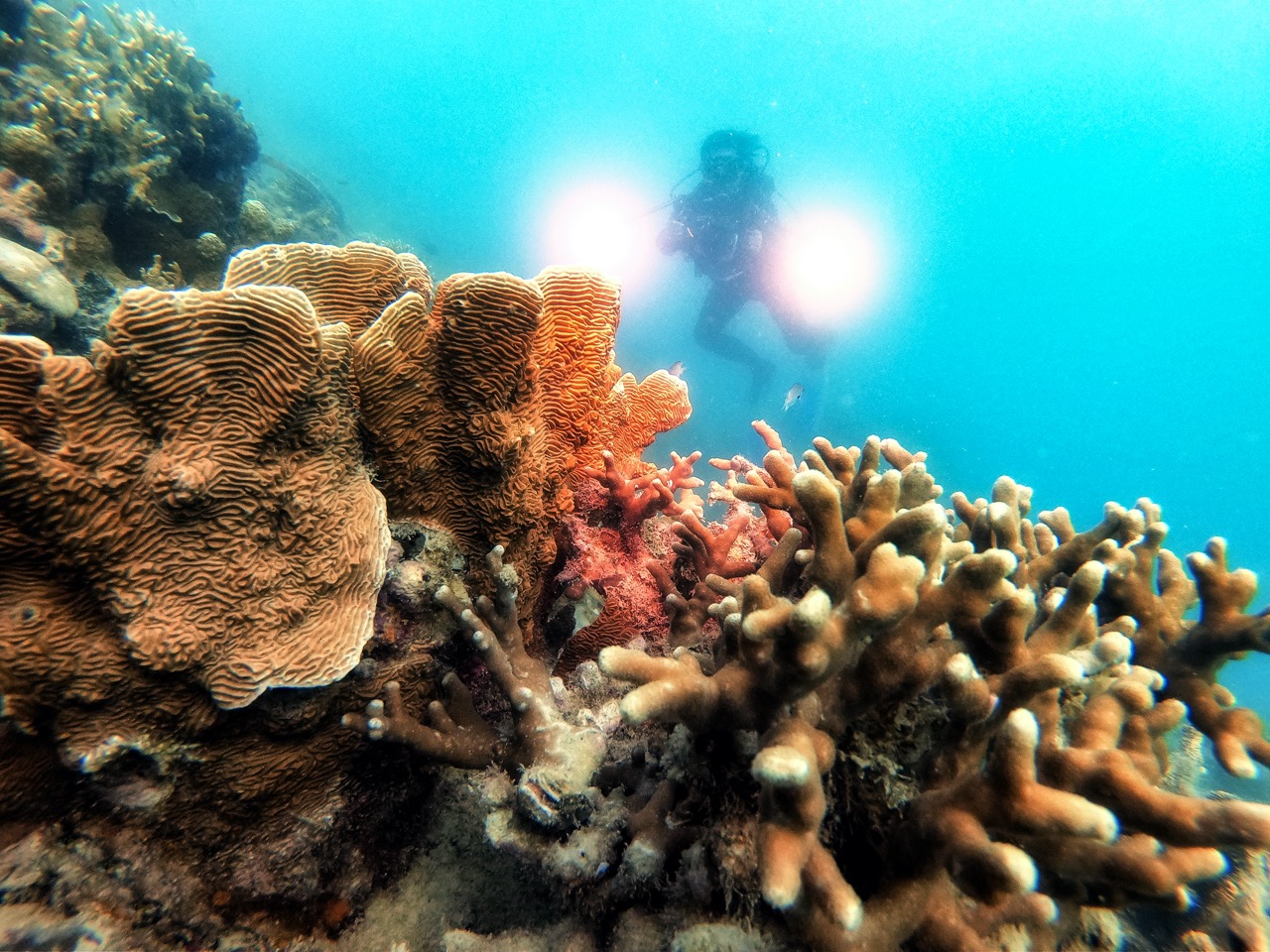 Wisata Selam di Kepulauan Seribu