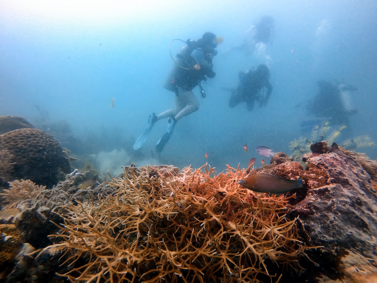 Wisata Selam di Kepulauan Seribu