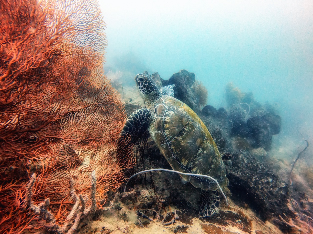 Wisata Selam di Kepulauan Seribu
