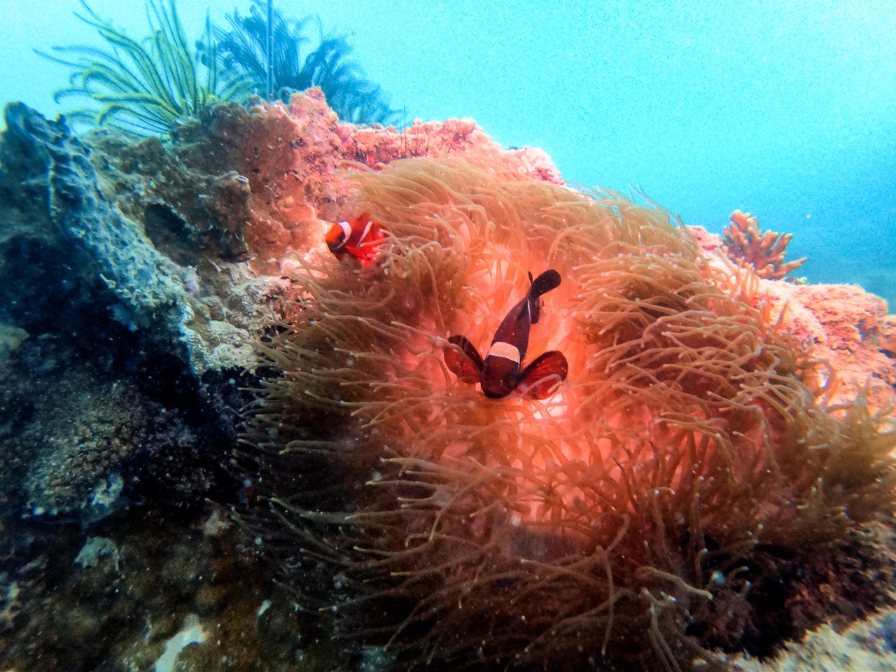 Wisata Selam di Kepulauan Seribu