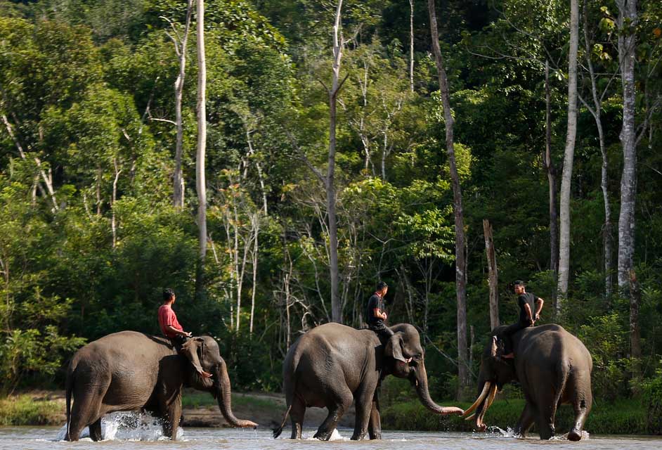 Ancaman Populasi Gajah Sumatra