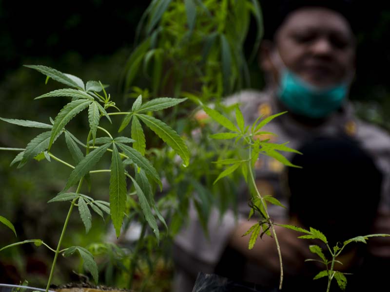 Temuan Ladang Ganja di Kabupaten Bandung