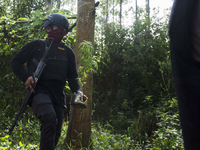 Temuan Ladang Ganja di Kabupaten Bandung