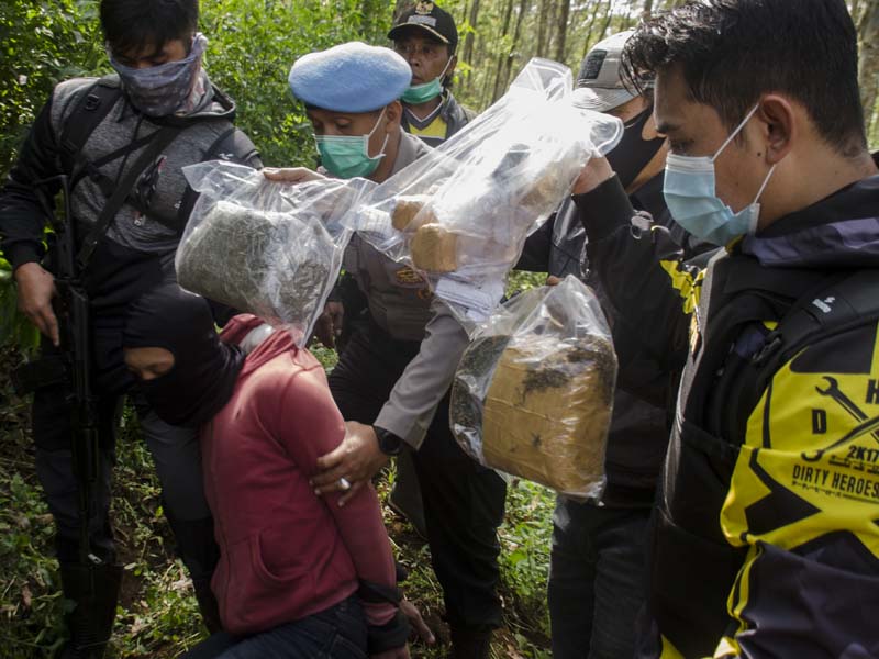 Temuan Ladang Ganja di Kabupaten Bandung