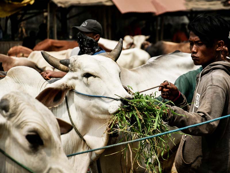 Hewan Kurban Pasar Jonggol Dipastikan Sehat