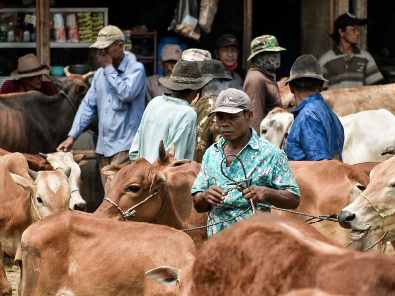 Hewan Kurban Pasar Jonggol Dipastikan Sehat