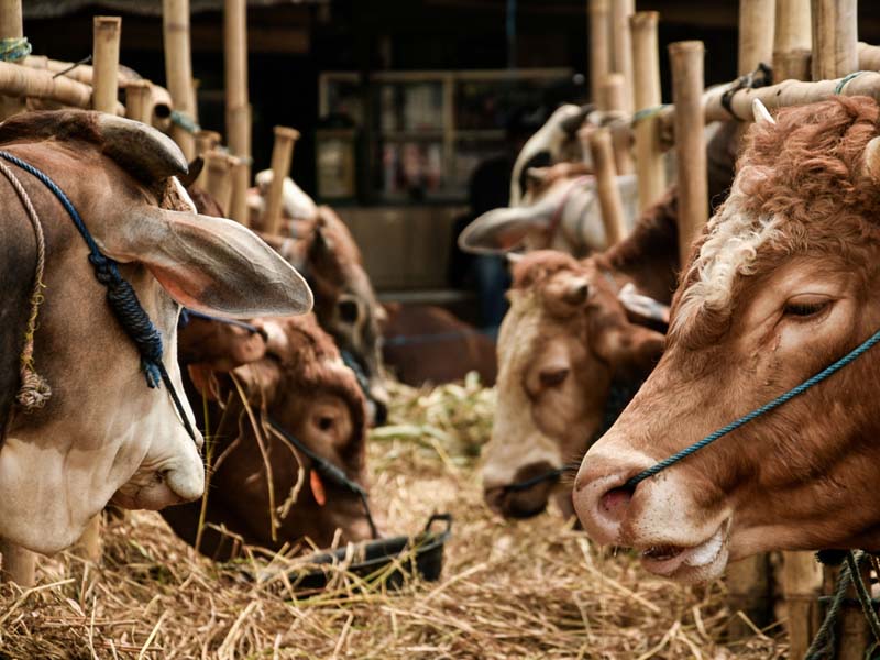 Hewan Kurban Pasar Jonggol Dipastikan Sehat
