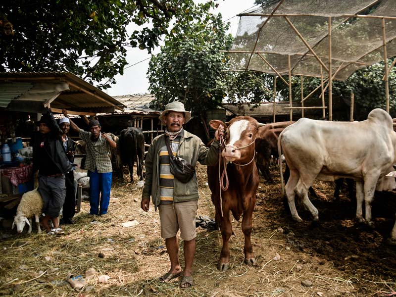 Hewan Kurban Pasar Jonggol Dipastikan Sehat