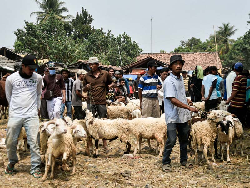 Hewan Kurban Pasar Jonggol Dipastikan Sehat