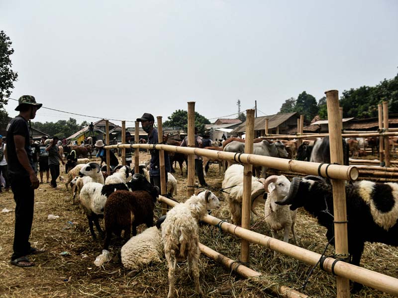 Hewan Kurban Pasar Jonggol Dipastikan Sehat