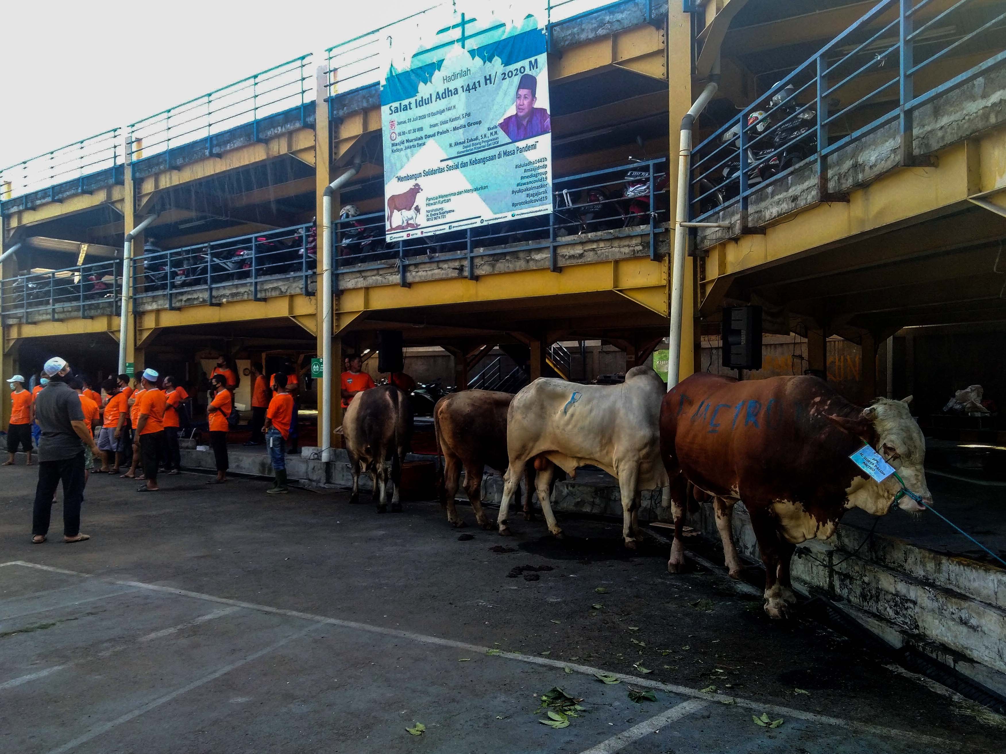 DKM Nursiah Daud Paloh Kelola 11 Sapi dan 14 Kambing Kurban 
